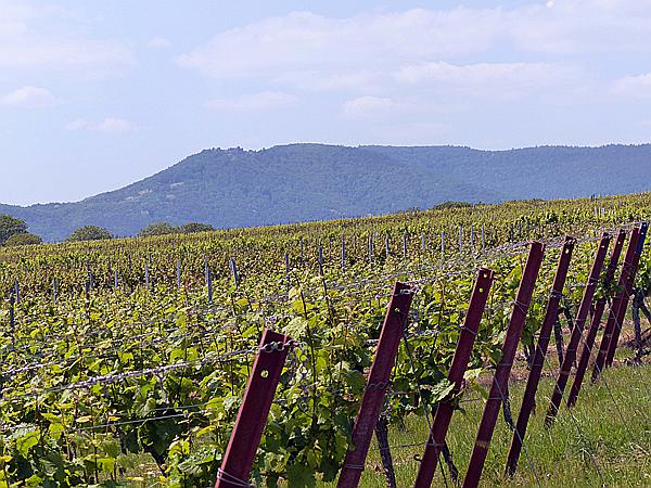 Foto:: Rundgang / Heuchelheim / 17.05.2020 (Foto,Fotos,Bilder,Bild,)