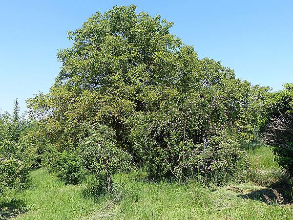 Foto:: Rundgang / Heuchelheim / 17.05.2020 (Foto,Fotos,Bilder,Bild,)