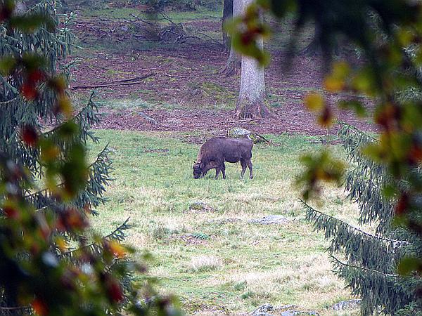 Foto:: Tierfreigehege / Altschoenau / 28.09.2020 (Foto,Fotos,Bilder,Bild,)