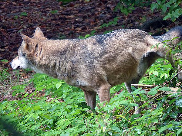 Foto:: Tierfreigehege / Altschoenau / 28.09.2020 (Foto,Fotos,Bilder,Bild,)