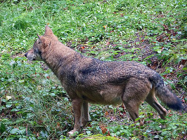 Foto:: Tierfreigehege / Altschoenau / 28.09.2020 (Foto,Fotos,Bilder,Bild,)