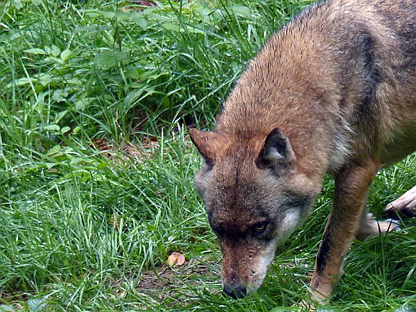 Foto:: Tierfreigehege / Altschoenau / 28.09.2020 (Foto,Fotos,Bilder,Bild,)