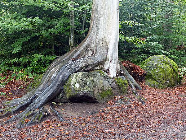 Foto:: Tierfreigehege / Altschoenau / 28.09.2020 (Foto,Fotos,Bilder,Bild,)