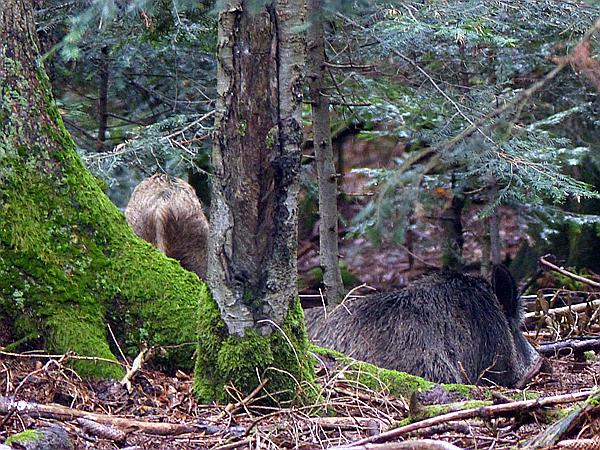 Foto:: Tierfreigehege / Altschoenau / 28.09.2020 (Foto,Fotos,Bilder,Bild,)