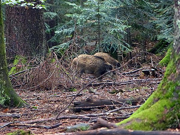 Foto:: Tierfreigehege / Altschoenau / 28.09.2020 (Foto,Fotos,Bilder,Bild,)