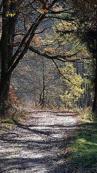 Foto:: Wanderung Stille Winkel / Eppenbrunn / 14.11.2020 (Foto,Fotos,Bilder,Bild,)