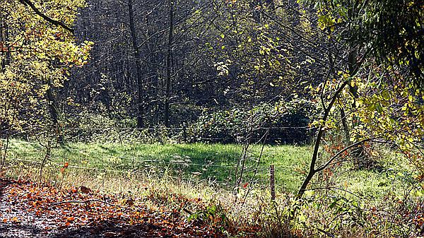 Foto:: Wanderung Stille Winkel / Eppenbrunn / 14.11.2020 (Foto,Fotos,Bilder,Bild,)