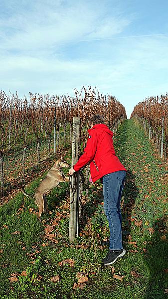 Foto:: Weinberge / Heuchelheim / 14.11.2020 (Foto,Fotos,Bilder,Bild,)