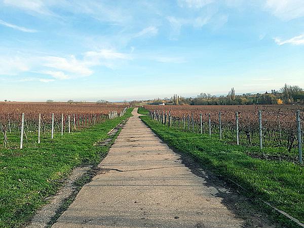 Foto:: Weinberge / Heuchelheim / 14.11.2020 (Foto,Fotos,Bilder,Bild,)