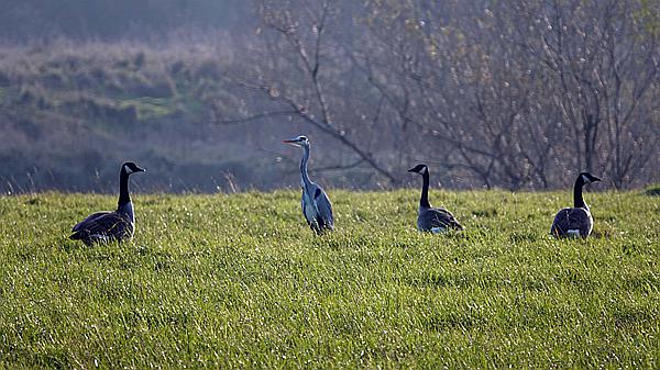 Foto:: Kanadagaense + Graureiher / Hattingen / 25.11.2020 (Foto,Fotos,Bilder,Bild,)