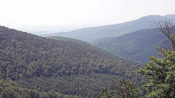 Foto:: Dornroeschenwanderweg / Doerrenbach / 20.07.2021 (Foto,Fotos,Bilder,Bild,)