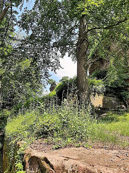 Foto:: Dornroeschenwanderweg / Doerrenbach / 20.07.2021 (Foto,Fotos,Bilder,Bild,)