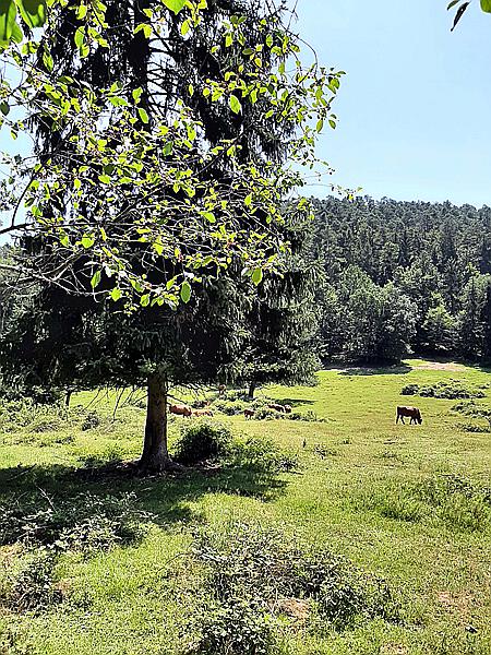 Foto:: Hinterweidenthaler Teufelstischtour / Hinterweidenthal / 21.07.2021 (Foto,Fotos,Bilder,Bild,)