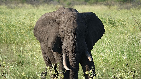 Foto:: Tembe Elephant Park / Kwangwanase / 29.03.2023 (Foto,Fotos,Bilder,Bild,)