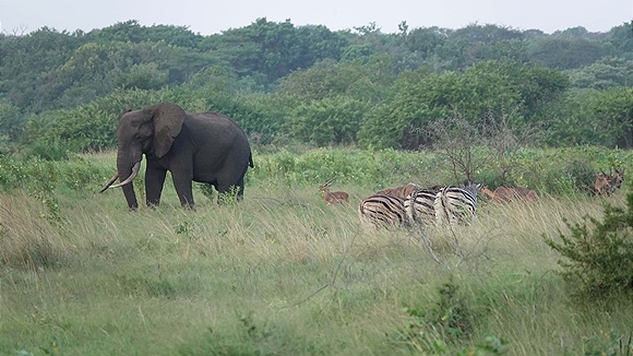 Foto:: Tembe Elephant Park / Kwangwanase / 29.03.2023 (Foto,Fotos,Bilder,Bild,)
