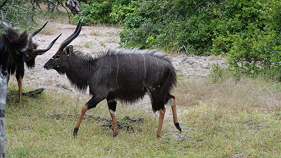 Foto:: Tembe Elephant Park / Kwangwanase / 30.03.2023 (Foto,Fotos,Bilder,Bild,)