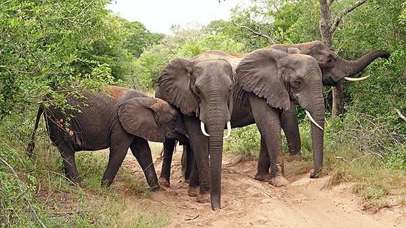 Foto:: Tembe Elephant Park / Kwangwanase / 30.03.2023 (Foto,Fotos,Bilder,Bild,)