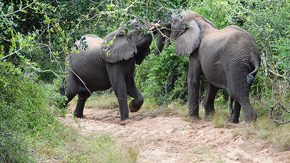 Foto:: Tembe Elephant Park / Kwangwanase / 30.03.2023 (Foto,Fotos,Bilder,Bild,)