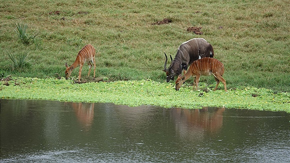 Foto:: Tembe Elephant Park / Kwangwanase / 30.03.2023 (Foto,Fotos,Bilder,Bild,)