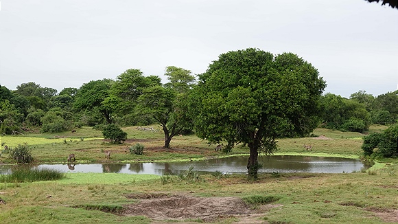Foto:: Tembe Elephant Park / Kwangwanase / 30.03.2023 (Foto,Fotos,Bilder,Bild,)