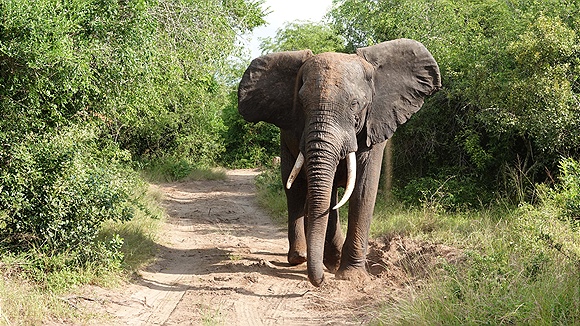 Foto:: Tembe Elephant Park / Kwangwanase / 30.03.2023 (Foto,Fotos,Bilder,Bild,)