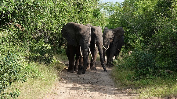 Foto:: Tembe Elephant Park / Kwangwanase / 30.03.2023 (Foto,Fotos,Bilder,Bild,)