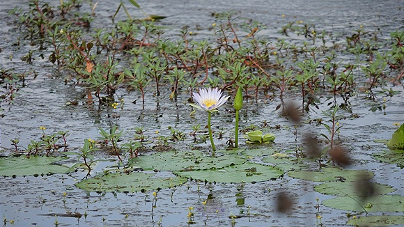 Foto:: Tembe Elephant Park / Kwangwanase / 30.03.2023 (Foto,Fotos,Bilder,Bild,)