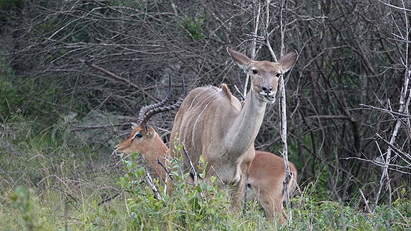 Foto:: Tembe Elephant Park / Kwangwanase / 30.03.2023 (Foto,Fotos,Bilder,Bild,)