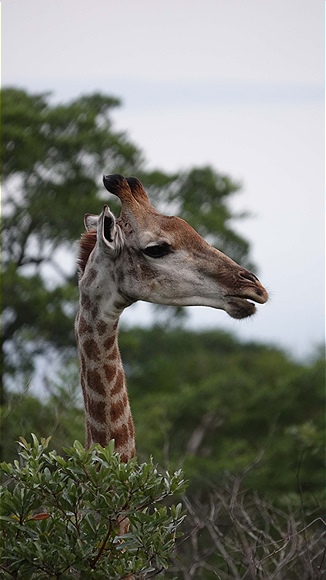 Foto:: Tembe Elephant Park / Kwangwanase / 30.03.2023 (Foto,Fotos,Bilder,Bild,)