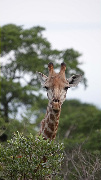 Foto:: Tembe Elephant Park / Kwangwanase / 30.03.2023 (Foto,Fotos,Bilder,Bild,)