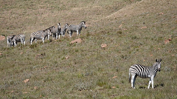 Foto:: Golden Gate Nationalpark / Dihlabeng / 06.04.2023 (Foto,Fotos,Bilder,Bild,)