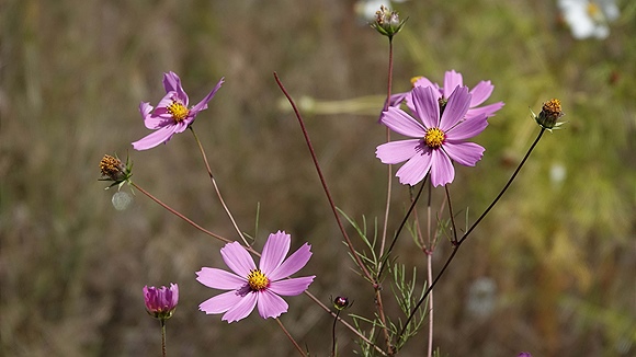 Foto:: Cosmosblumen / Clarens / 06.04.2023 (Foto,Fotos,Bilder,Bild,)