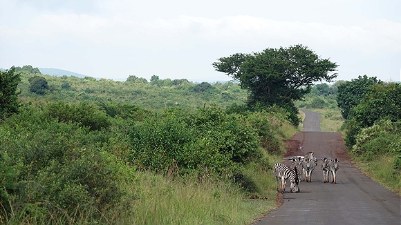 Foto:: Hluhluwe-Infolozi Park / Hluhluwe / 10.04.2023 (Foto,Fotos,Bilder,Bild,)