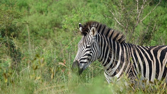 Foto:: Hluhluwe-Infolozi Park / Hluhluwe / 10.04.2023 (Foto,Fotos,Bilder,Bild,)