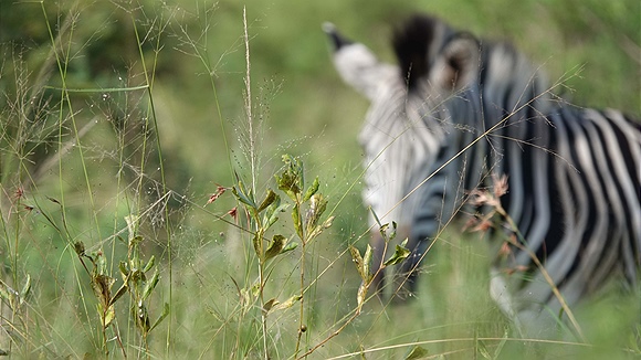 Foto:: Hluhluwe-Infolozi Park / Hluhluwe / 10.04.2023 (Foto,Fotos,Bilder,Bild,)