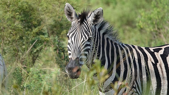 Foto:: Hluhluwe-Infolozi Park / Hluhluwe / 10.04.2023 (Foto,Fotos,Bilder,Bild,)