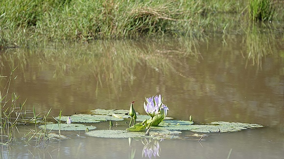 Foto:: Hluhluwe-Infolozi Park / Hluhluwe / 10.04.2023 (Foto,Fotos,Bilder,Bild,)