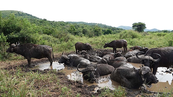 Foto:: Hluhluwe-Infolozi Park / Hluhluwe / 10.04.2023 (Foto,Fotos,Bilder,Bild,)