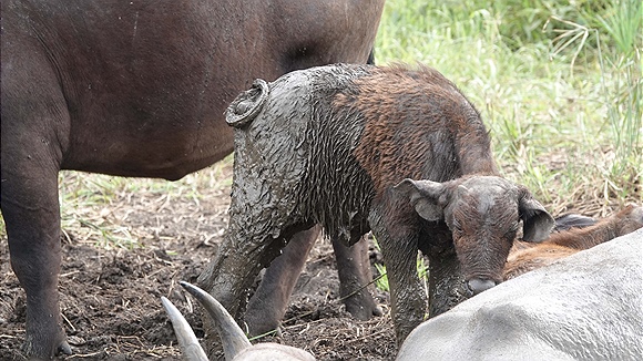 Foto:: Hluhluwe-Infolozi Park / Hluhluwe / 10.04.2023 (Foto,Fotos,Bilder,Bild,)