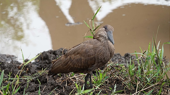 Foto:: Hluhluwe-Infolozi Park / Hluhluwe / 10.04.2023 (Foto,Fotos,Bilder,Bild,)