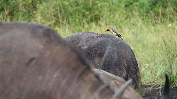 Foto:: Hluhluwe-Infolozi Park / Hluhluwe / 10.04.2023 (Foto,Fotos,Bilder,Bild,)