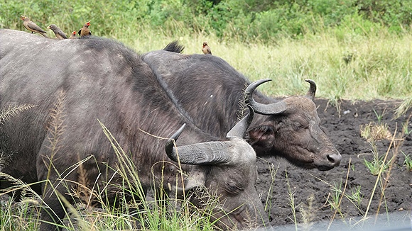 Foto:: Hluhluwe-Infolozi Park / Hluhluwe / 10.04.2023 (Foto,Fotos,Bilder,Bild,)