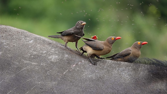 Foto:: Hluhluwe-Infolozi Park / Hluhluwe / 10.04.2023 (Foto,Fotos,Bilder,Bild,)