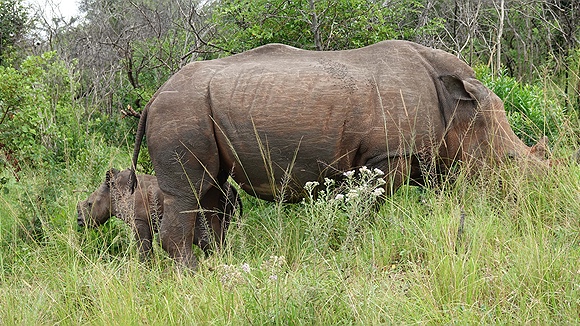 Foto:: Hluhluwe-Infolozi Park / Hluhluwe / 10.04.2023 (Foto,Fotos,Bilder,Bild,)