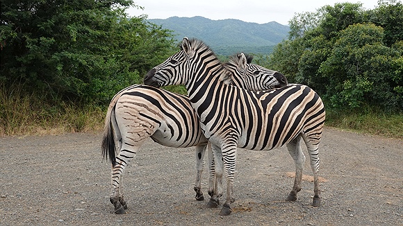 Foto:: Hluhluwe-Infolozi Park / Hluhluwe / 10.04.2023 (Foto,Fotos,Bilder,Bild,)