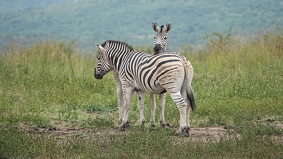 Foto:: Hluhluwe-Infolozi Park / Hluhluwe / 10.04.2023 (Foto,Fotos,Bilder,Bild,)