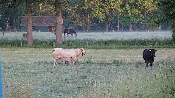 Foto:: Rinder / Beekbergen / 03.06.2023 (Foto,Fotos,Bilder,Bild,)