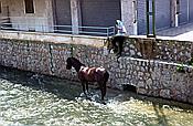 Foto SP_1984_05107: Pferd / Port de Soller / Mai 1984