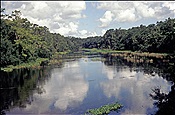 ID: 209: Flusslandschaft / Florida / 17.07.2005
