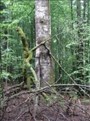 ID: 209: Reisen / Bayerischer Wald / 2006